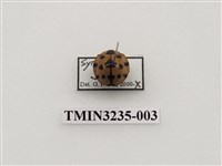 藏品(大突肩瓢蟲)的圖片